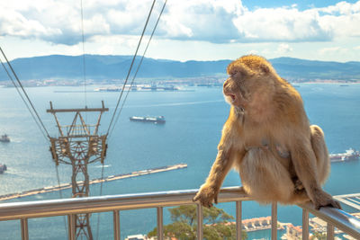 Close-up of monkey sitting on railing by sea against sky