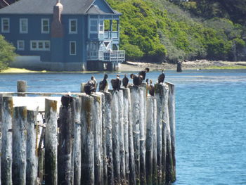 Birds on wooden post in sea