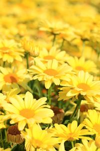 Close-up of yellow flowers blooming outdoors