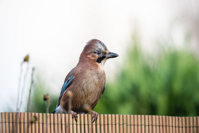 Close-up of bird perching on railing