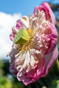 Close-up of pink rose flower