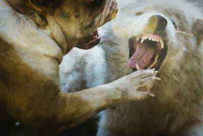 Angry dogs fighting outdoors