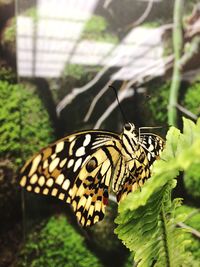 Close-up of butterfly