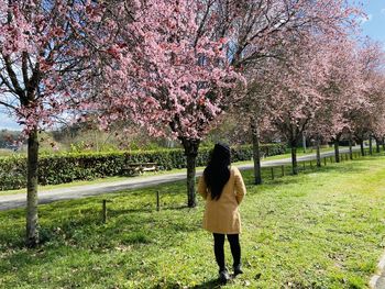 Rear view of woman standing on cherry blossom