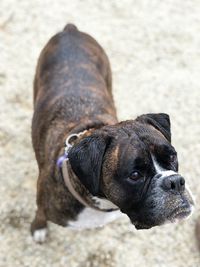 Close-up portrait of dog