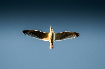 Low angle view of two birds