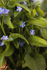 Close-up of purple flowering plants