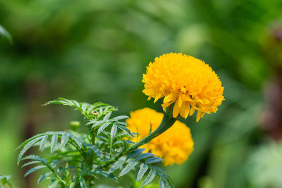 Close-up of yellow flowering plant