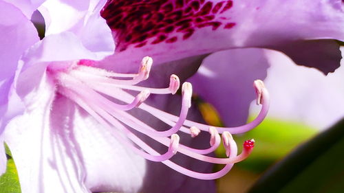 Close-up of purple orchid