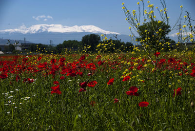 Red poppies on field against sky