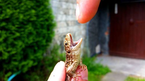 Cropped hand holding lizard