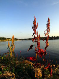 Plants by lake against clear blue sky