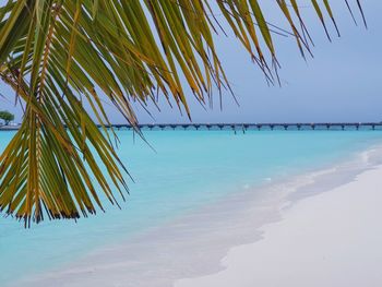 Palm tree by sea against sky