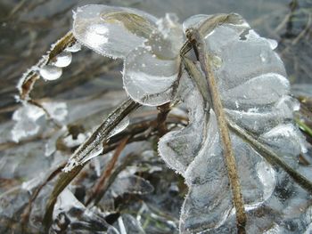 Close-up of dead plant