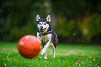 Portrait of dog with ball on grass