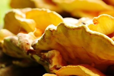 Full frame shot of fruit