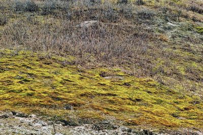 Plants growing on land