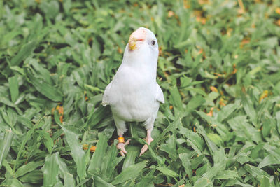 View of a bird on land