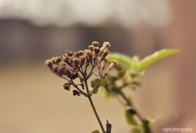 Close-up of plant