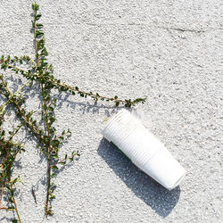 High angle view of white flowering plants on concrete wall