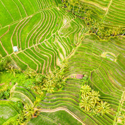 Scenic view of rice paddy