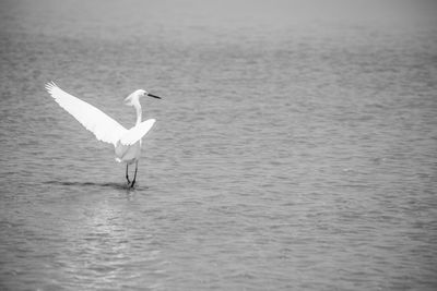 View of bird on beach