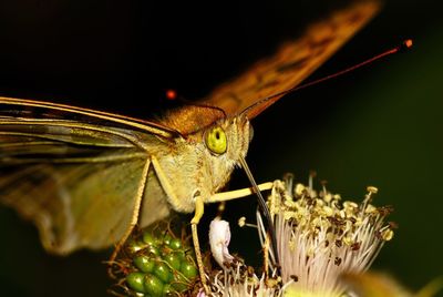 Close-up of butterfly on flower