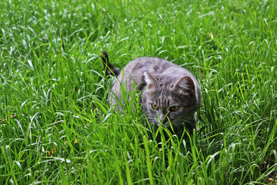 Cat lying on grass