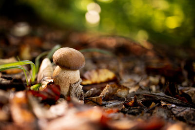 Close-up of mushrooms growing on field