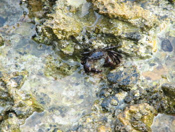 High angle view of turtle in water