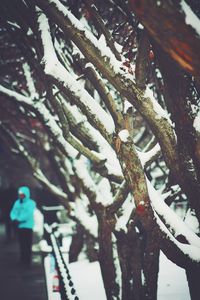 Close-up of tree