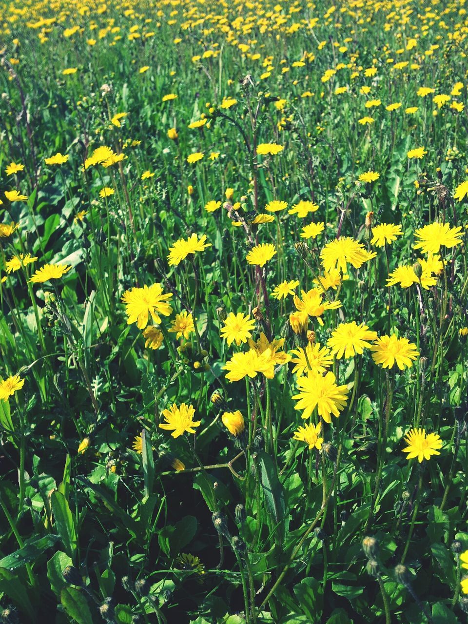 flower, yellow, freshness, growth, beauty in nature, fragility, nature, field, plant, petal, blooming, high angle view, flower head, green color, full frame, abundance, in bloom, outdoors, day, no people