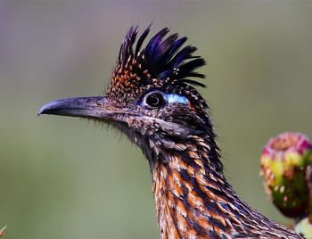 Close-up of greater roadrunner