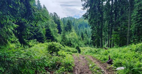 Scenic view of forest against sky