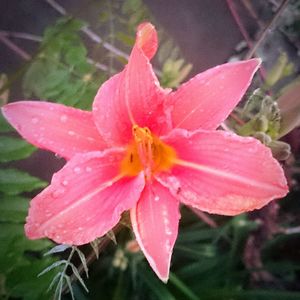 Close-up of pink flower