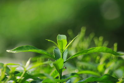 Close-up of plant growing on field