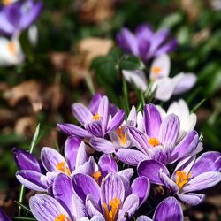 Close-up of purple crocus flowers