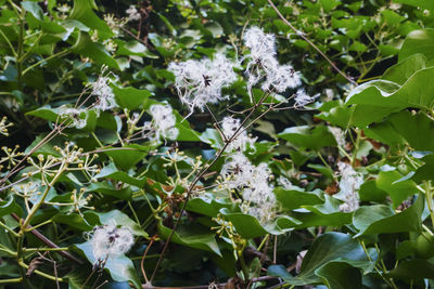 Close-up of butterfly on plant