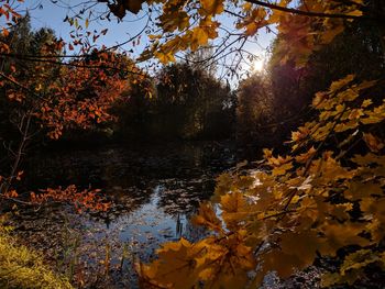 Scenic view of lake by trees during autumn