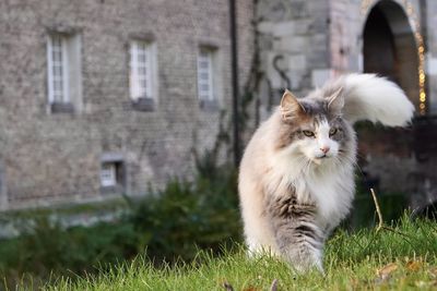 Cat sitting on grassy field