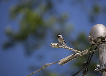 Black-capped chickadee poecile atricapillus eating a seed from a high perch on a powerline