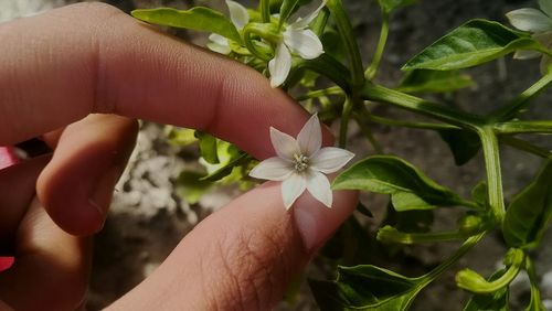 Close-up of hand holding flower