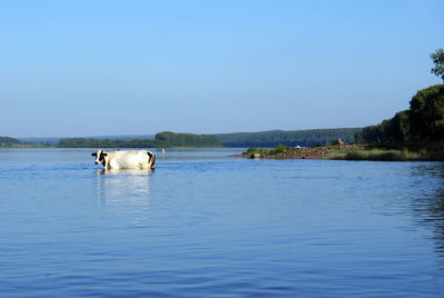 Horse in lake against clear blue sky