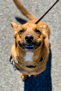 Smiling golden, shepard mix dog