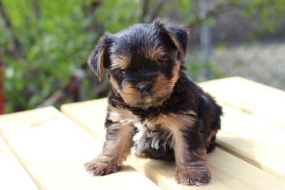 Close-up portrait of puppy