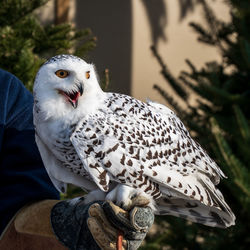 Close-up of owl perching outdoors