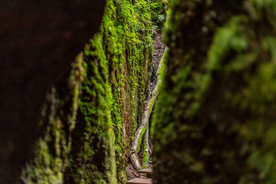 Close-up of moss growing on tree trunk