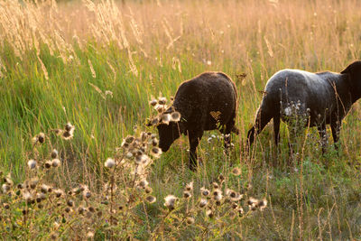 Horses grazing in a field