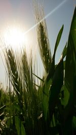 Close-up of plants growing on field