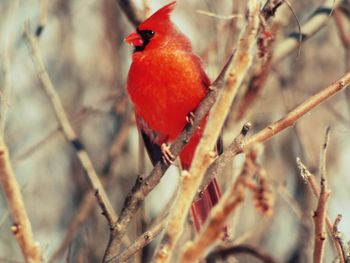 Close-up of bird perching on branch